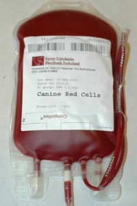 Packed Cells hond