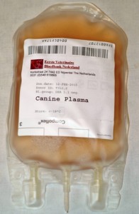 plasma_hond